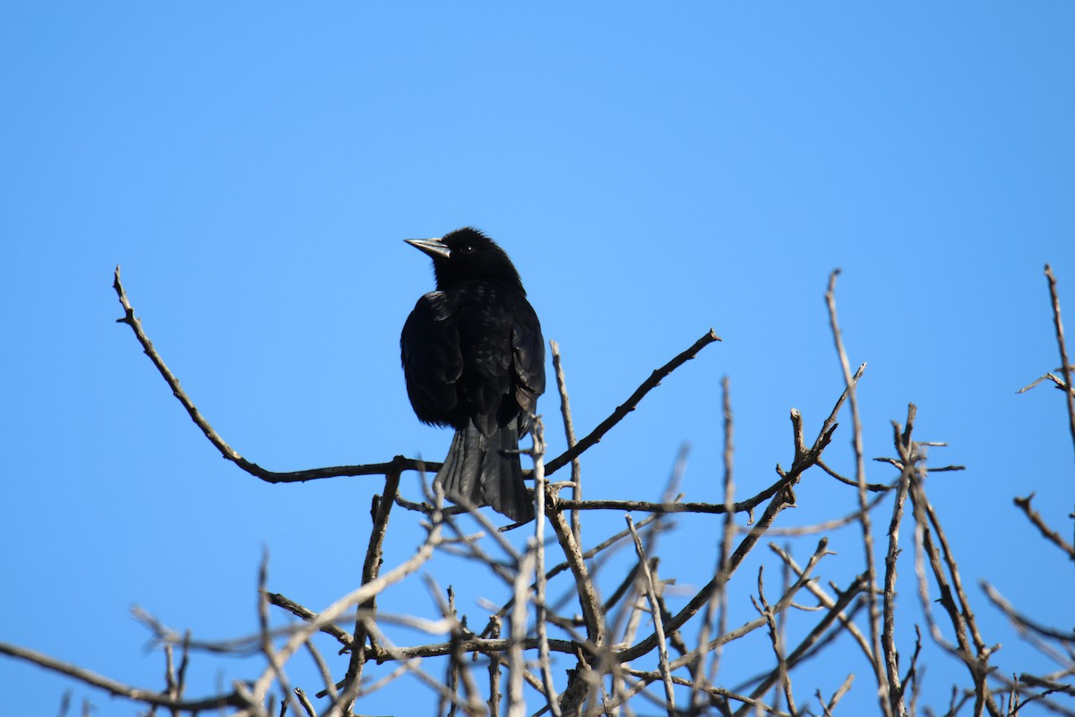 Austral Blackbird - ML643712018