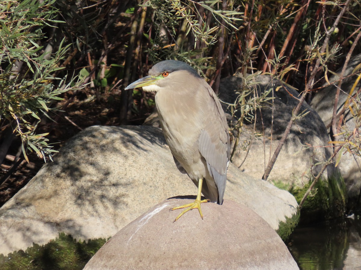 Black-crowned Night Heron - ML643712023
