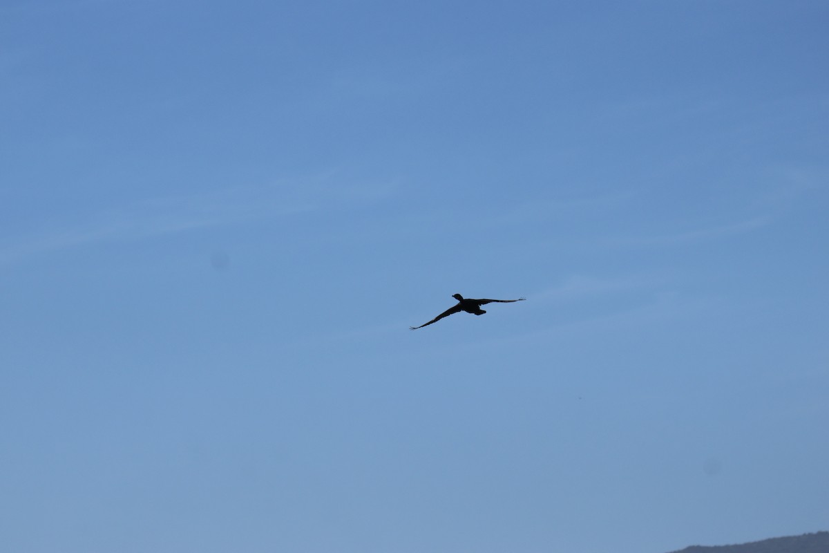 Neotropic Cormorant - ML643712034