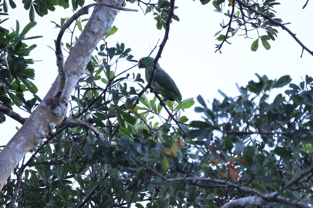 Red-lored Amazon - ML643712043