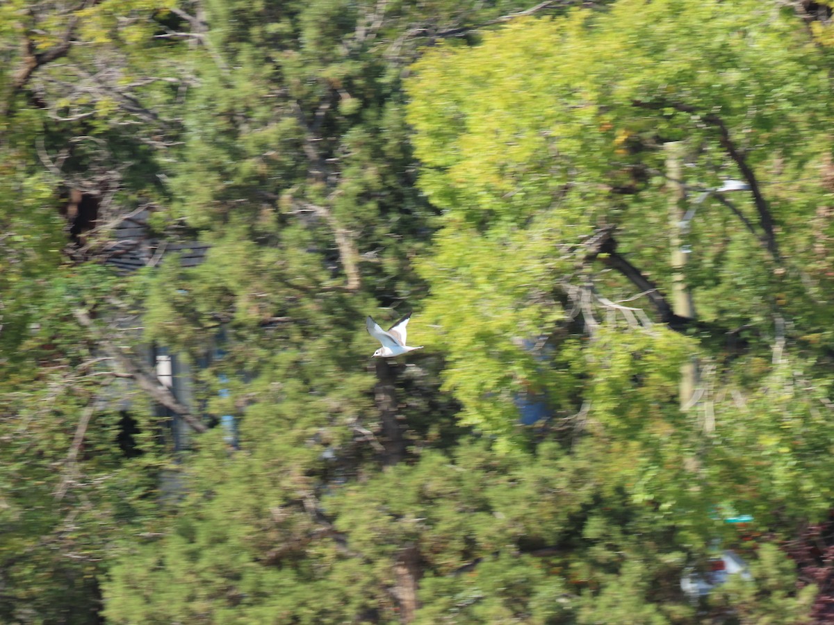 クビワカモメ - ML643712045