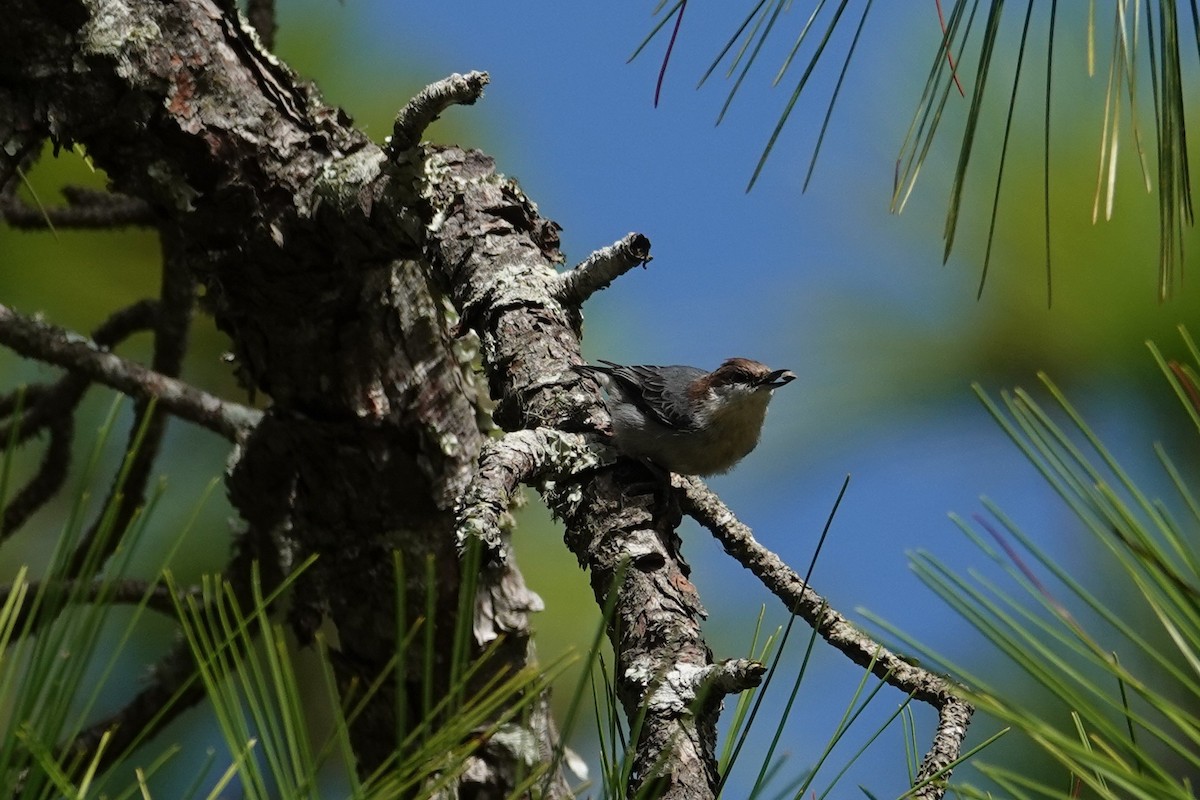 Brown-headed Nuthatch - ML643712061