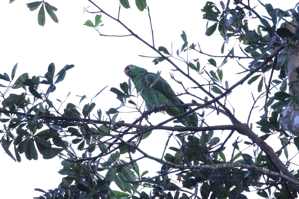Red-lored Amazon - ML643712082