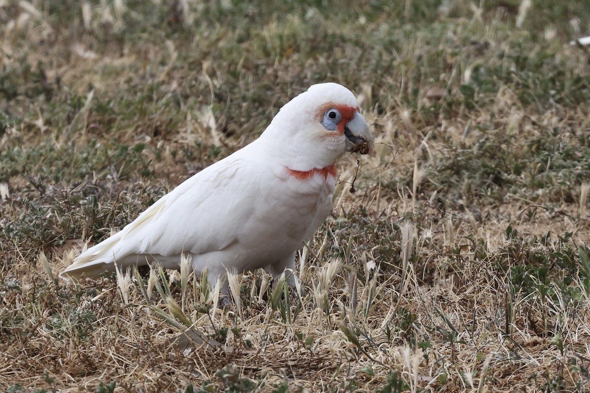 Long-billed Corella - ML643712088