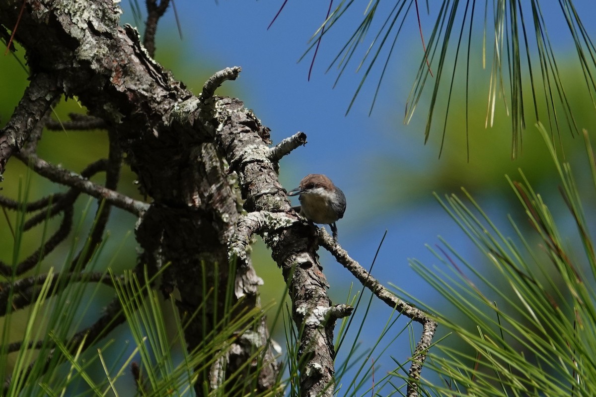 Brown-headed Nuthatch - ML643712127