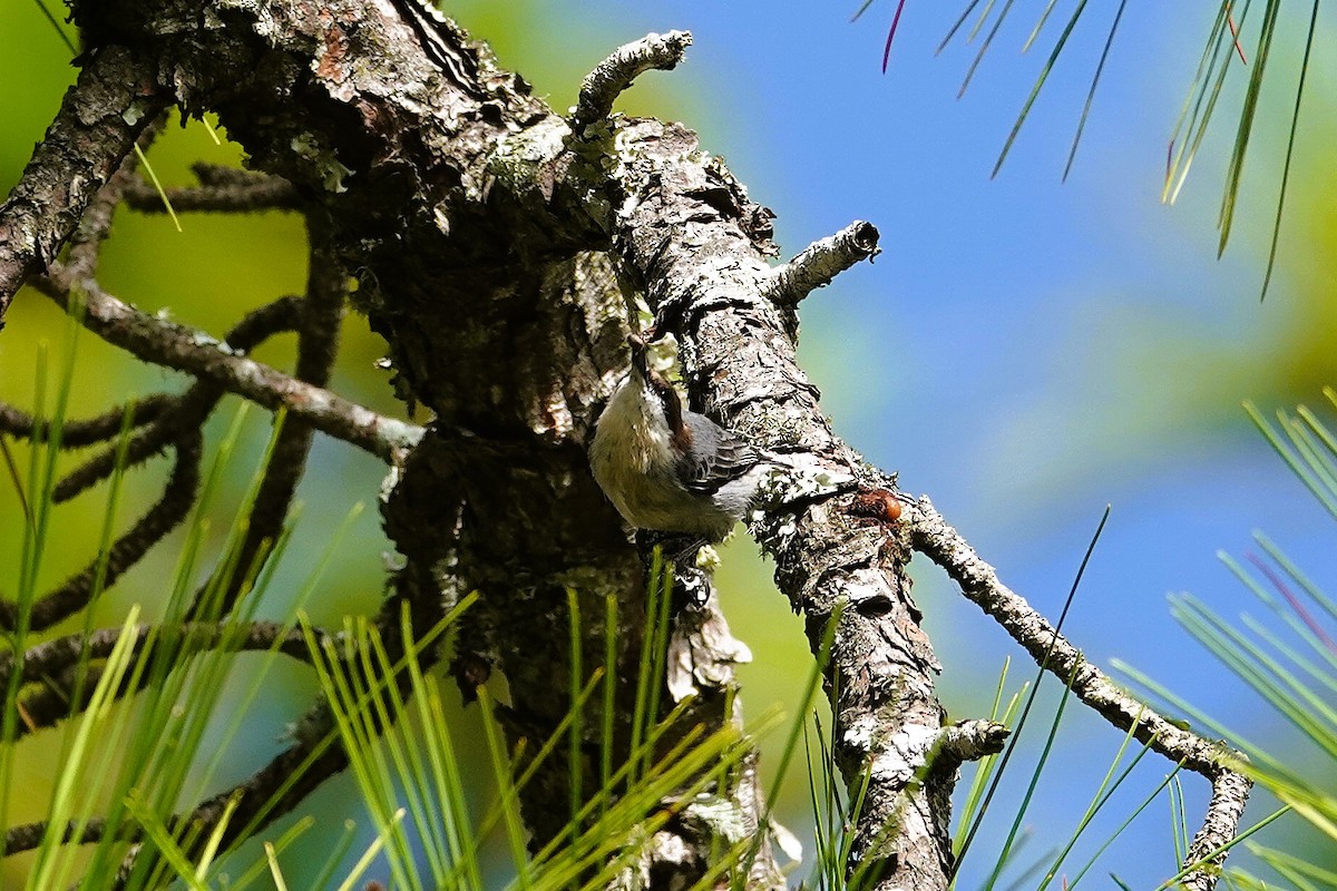 Brown-headed Nuthatch - ML643712170