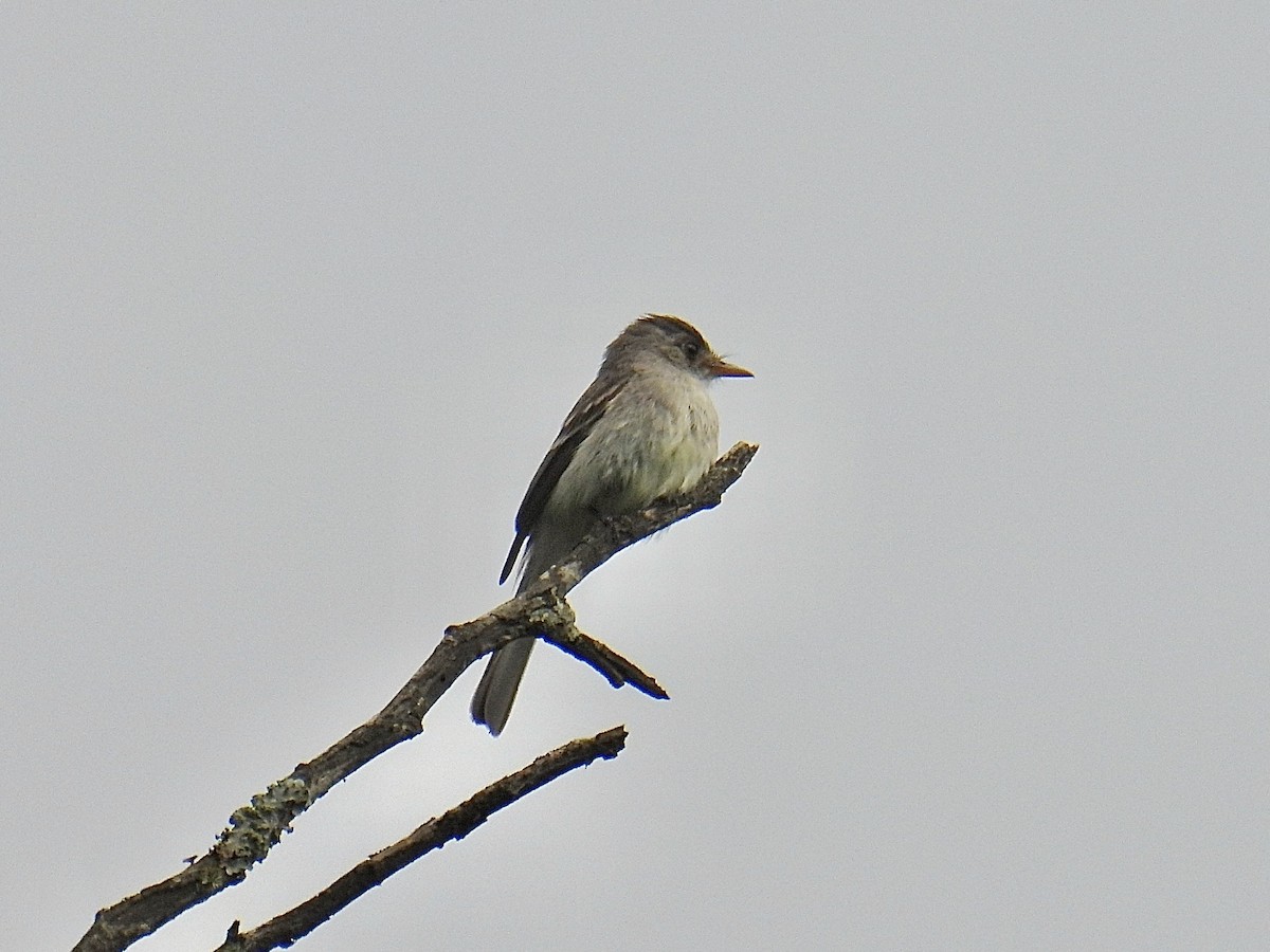 Tumbes Pewee - ML643712179