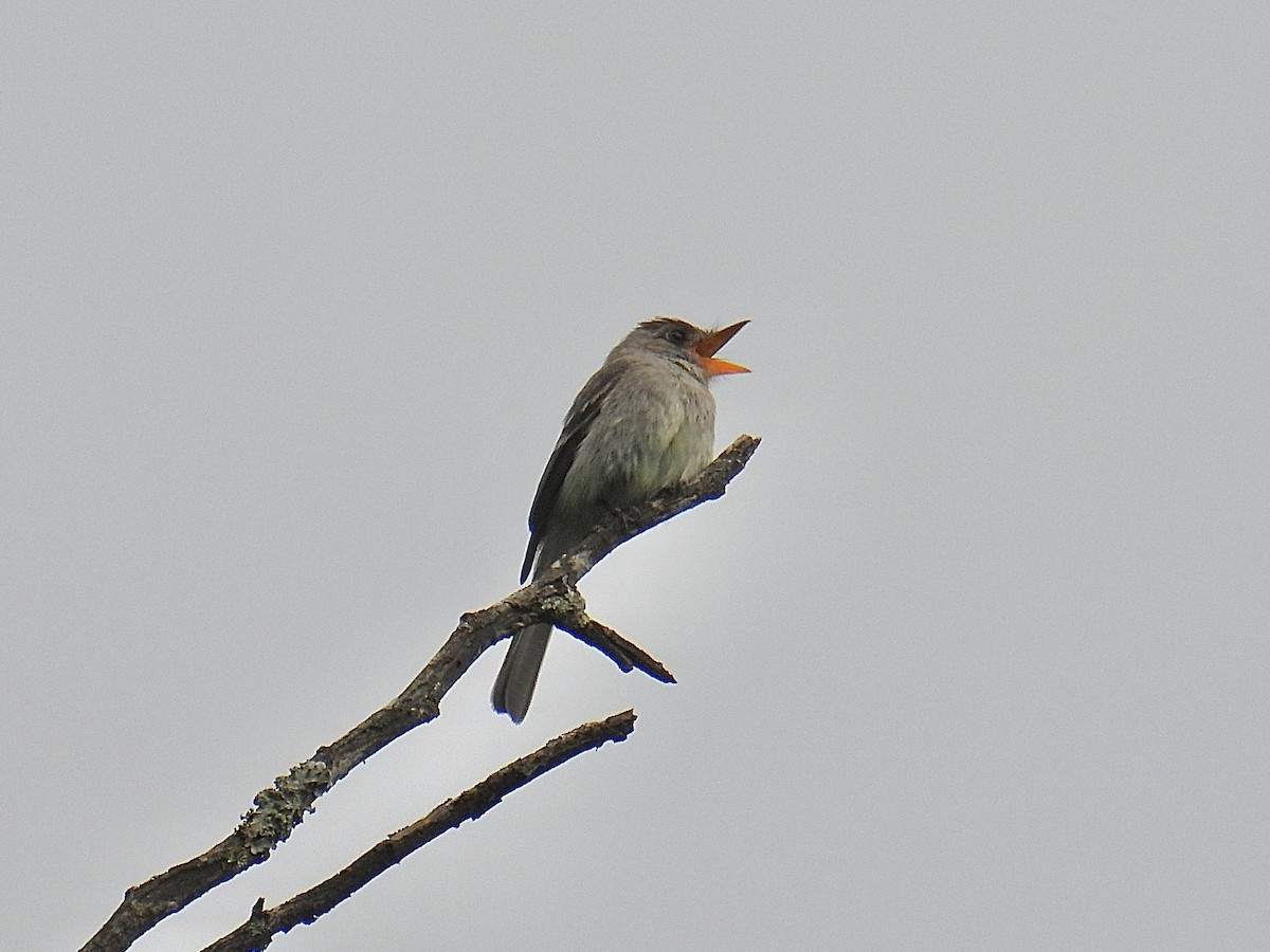 Tumbes Pewee - ML643712180