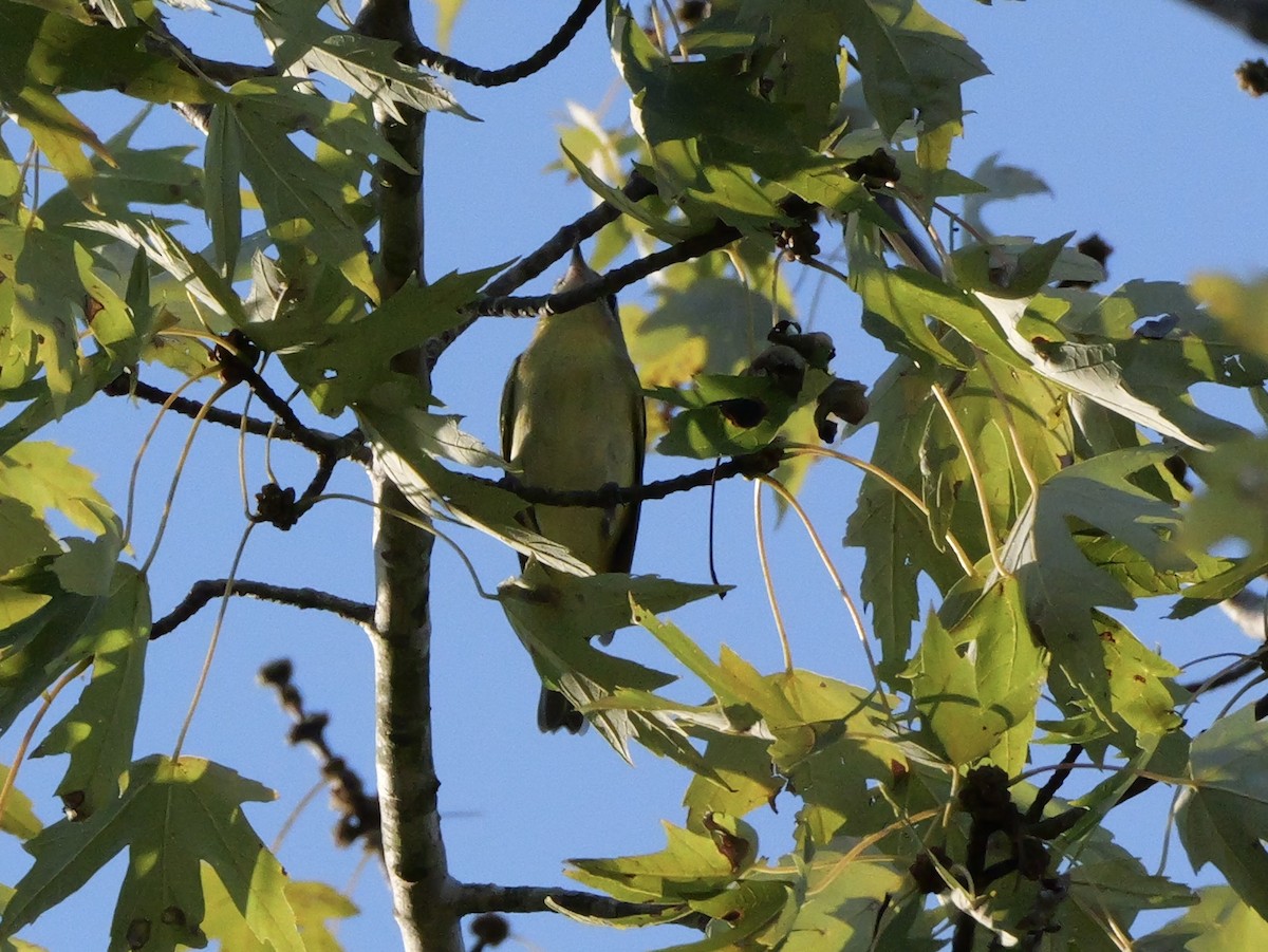Philadelphia Vireo - ML643712206