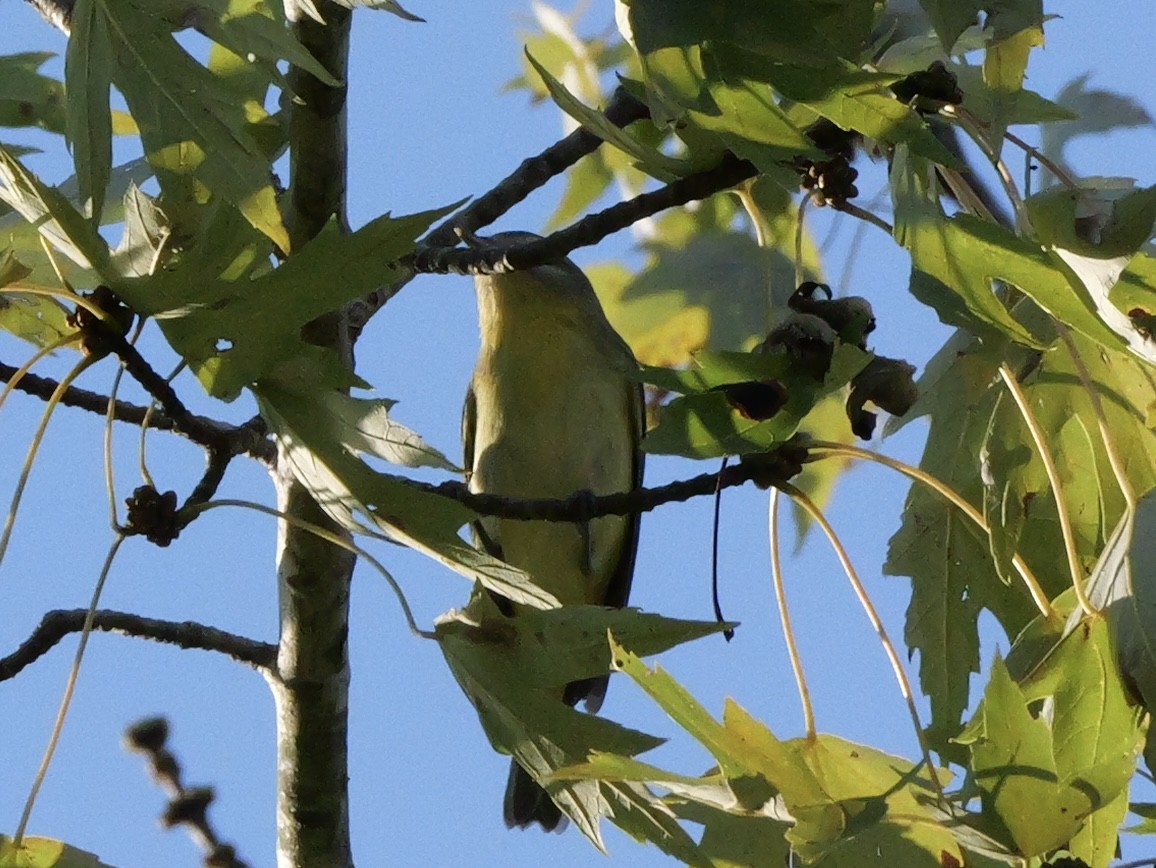 Philadelphia Vireo - ML643712207