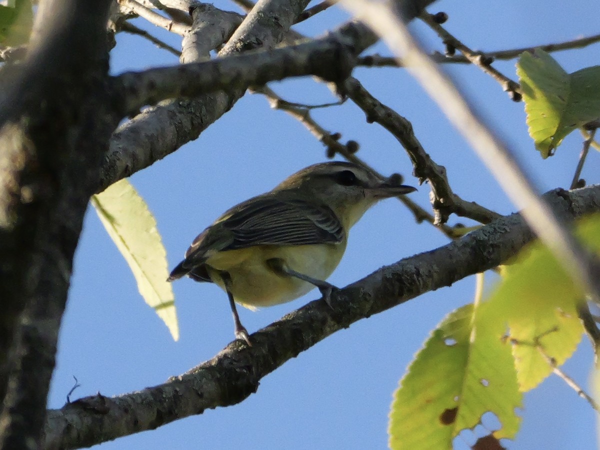Philadelphia Vireo - ML643712209