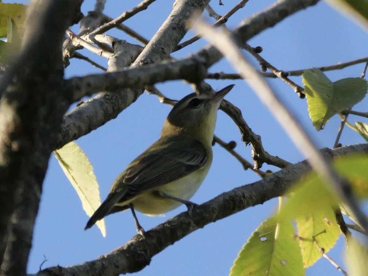 Philadelphia Vireo - ML643712213