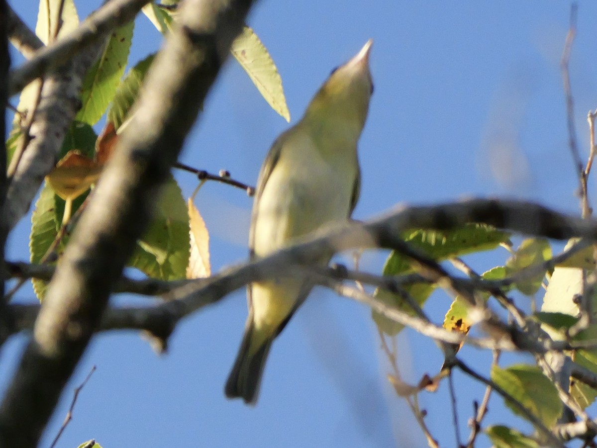 Philadelphia Vireo - ML643712222