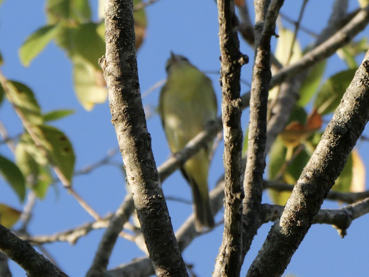 Philadelphia Vireo - ML643712226