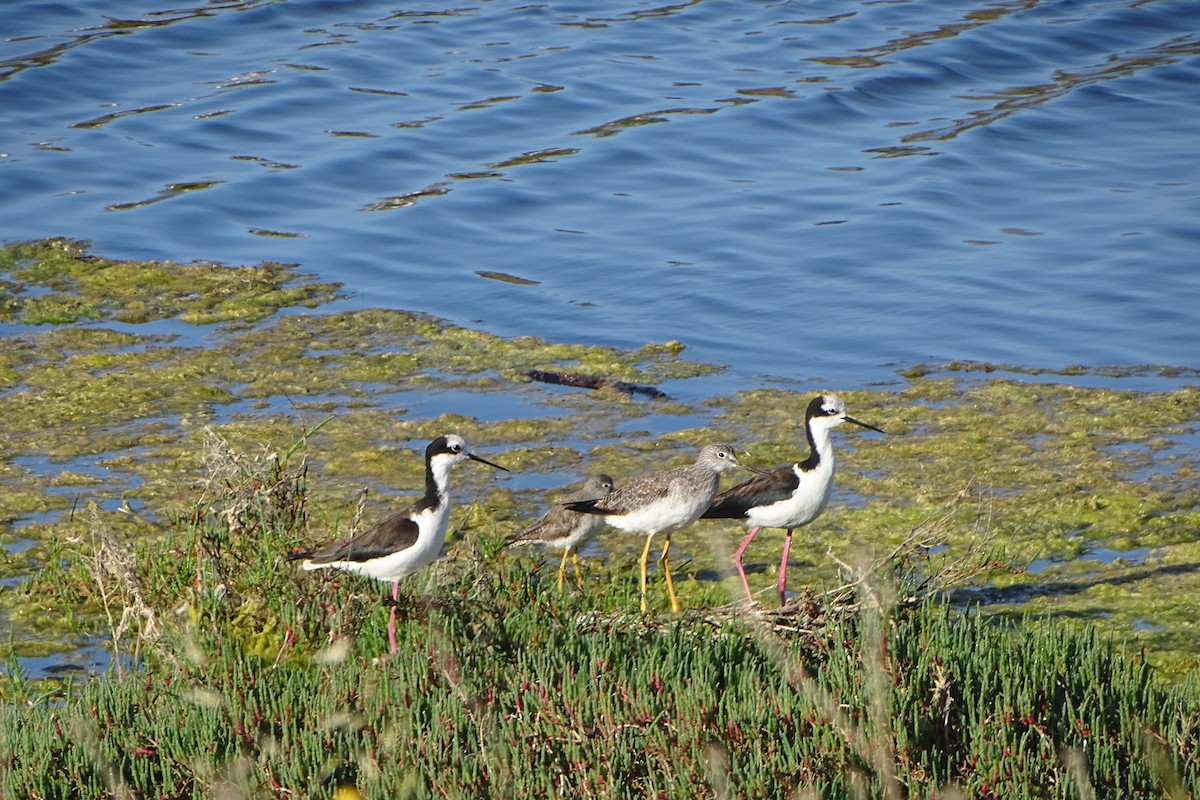 Greater Yellowlegs - ML643712230