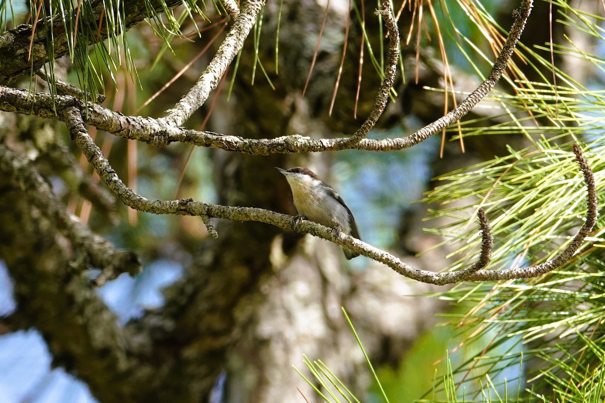 Brown-headed Nuthatch - ML643712303