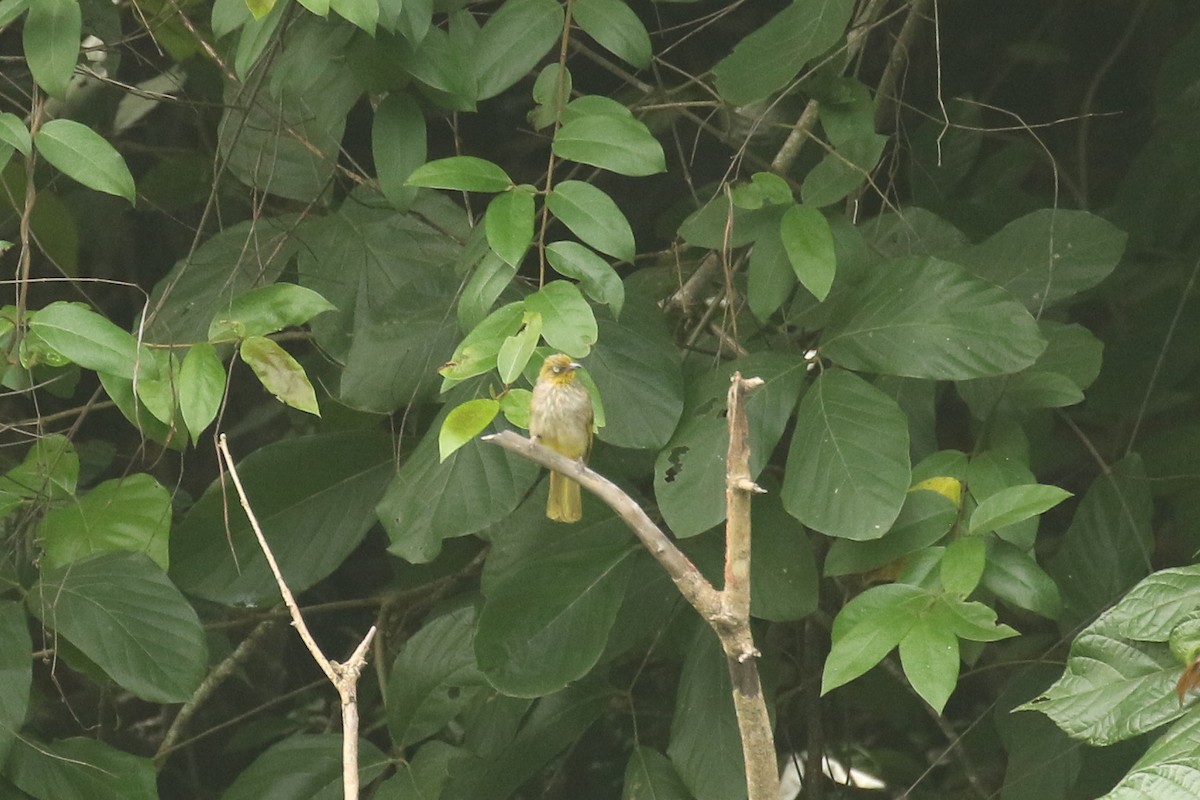 Pale-eyed Bulbul - ML643712310
