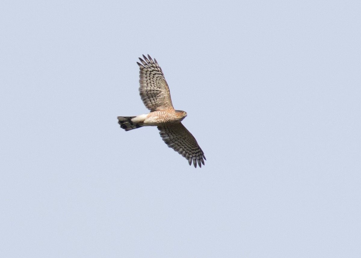 Sharp-shinned Hawk - ML643712315