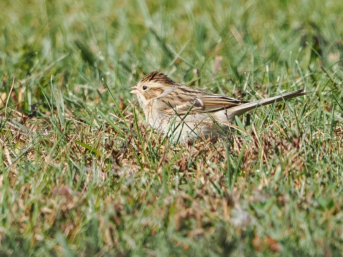 Fahlammer - ML643712316