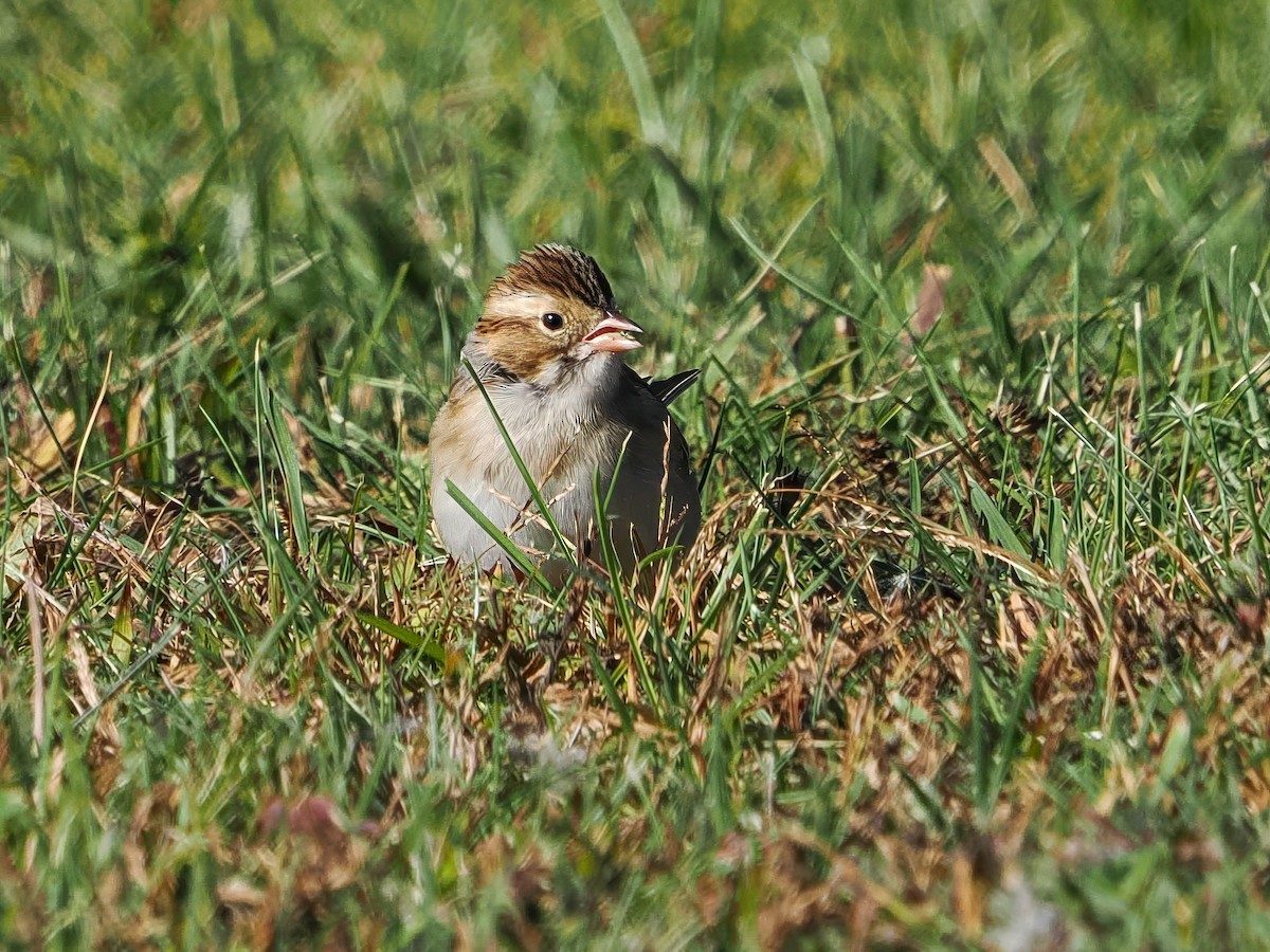 Fahlammer - ML643712317
