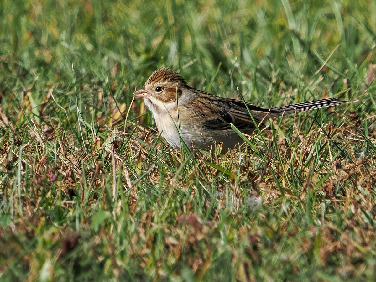 Fahlammer - ML643712318