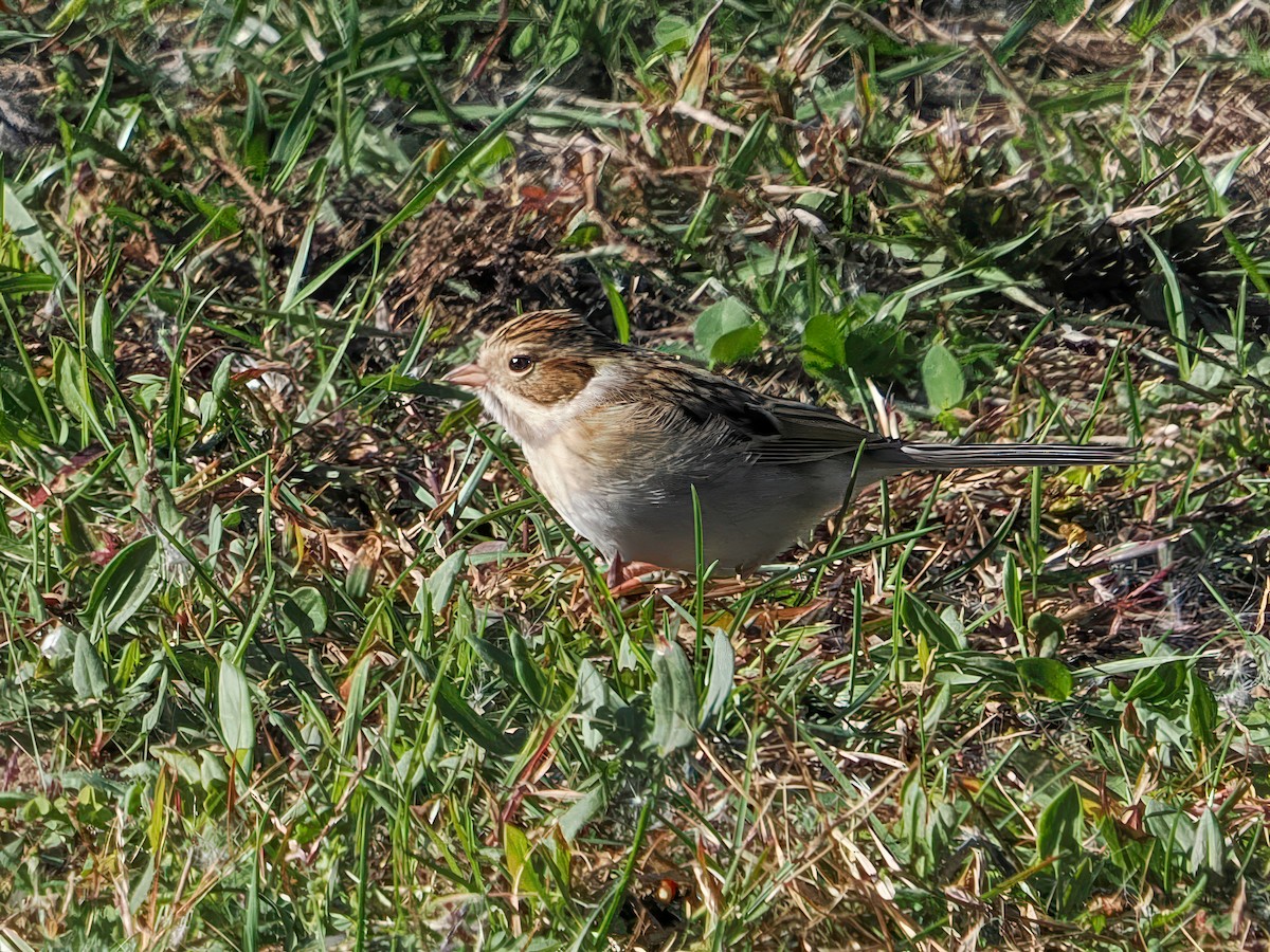 Fahlammer - ML643712319