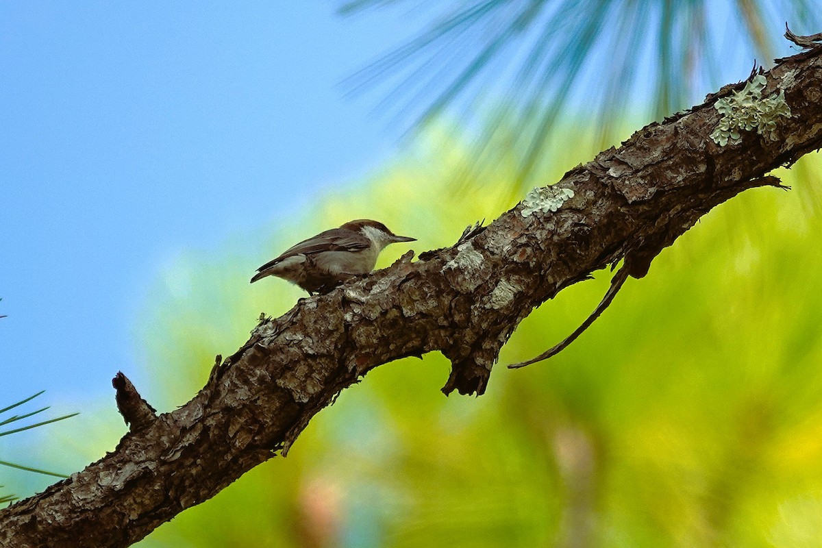 Brown-headed Nuthatch - ML643712329