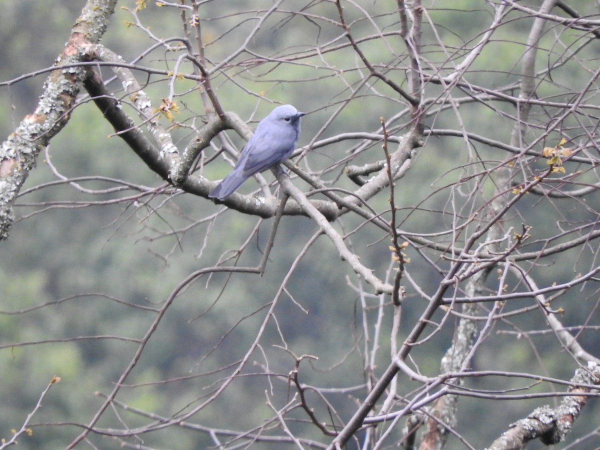White-eyed Slaty-Flycatcher - ML643712330