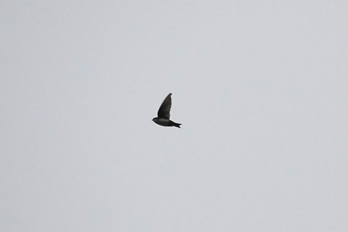 Blue-and-white Swallow - ML643712353