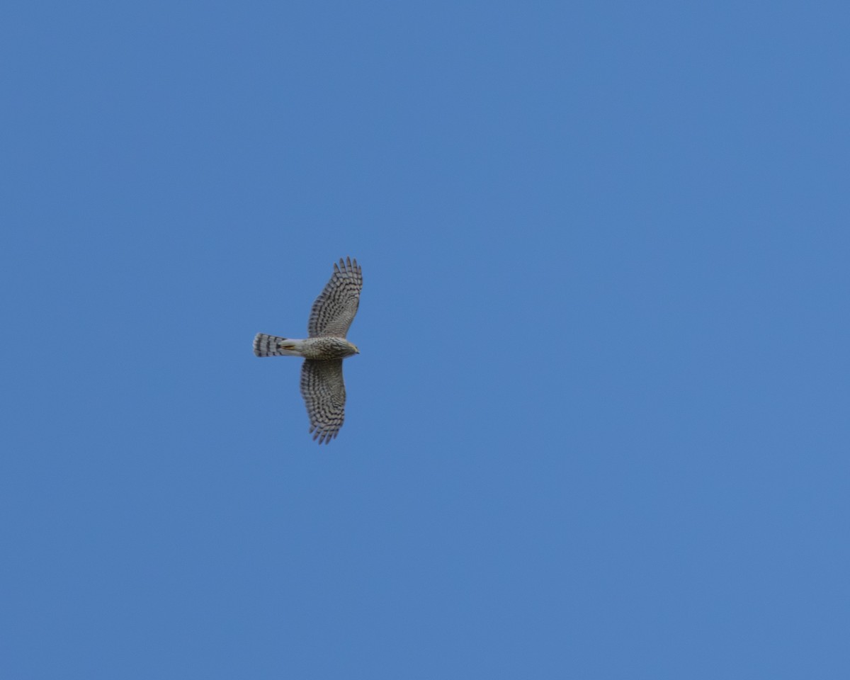 Sharp-shinned Hawk - ML643712385