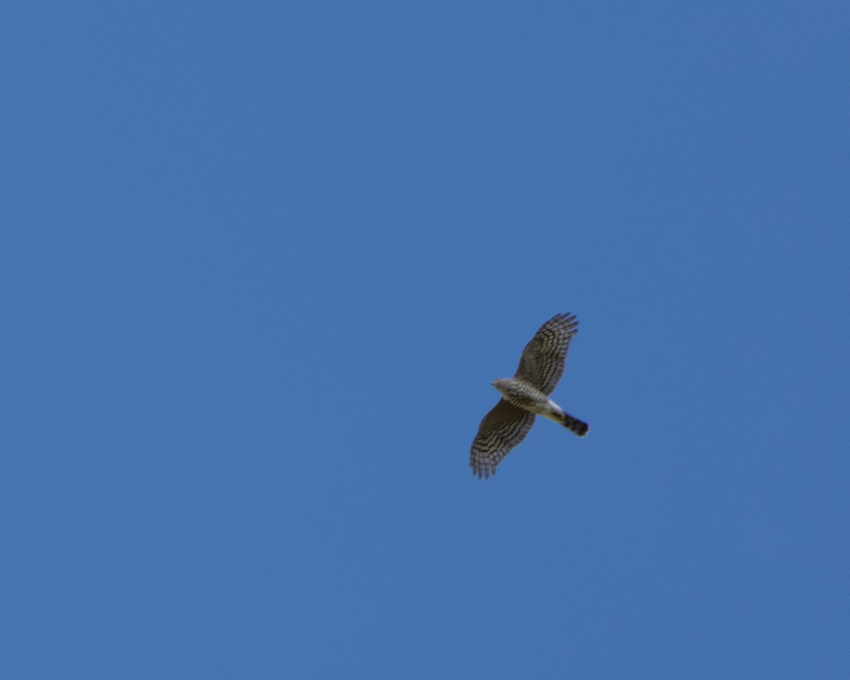Sharp-shinned Hawk - ML643712386