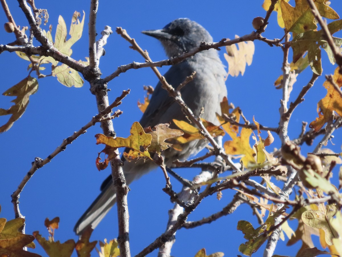 Pinyon Jay - ML643712415