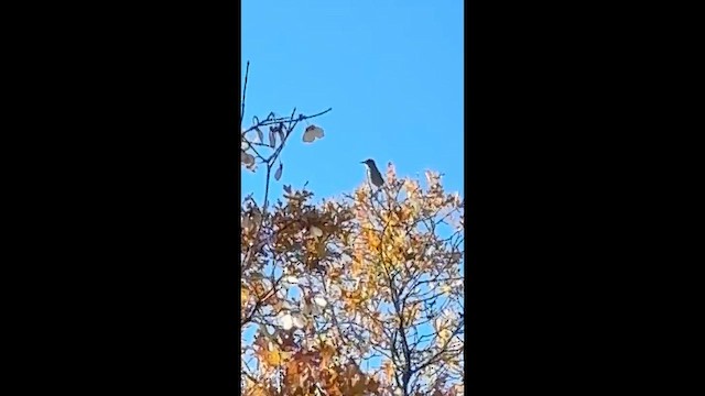 Schlankschnabelhäher - ML643712416