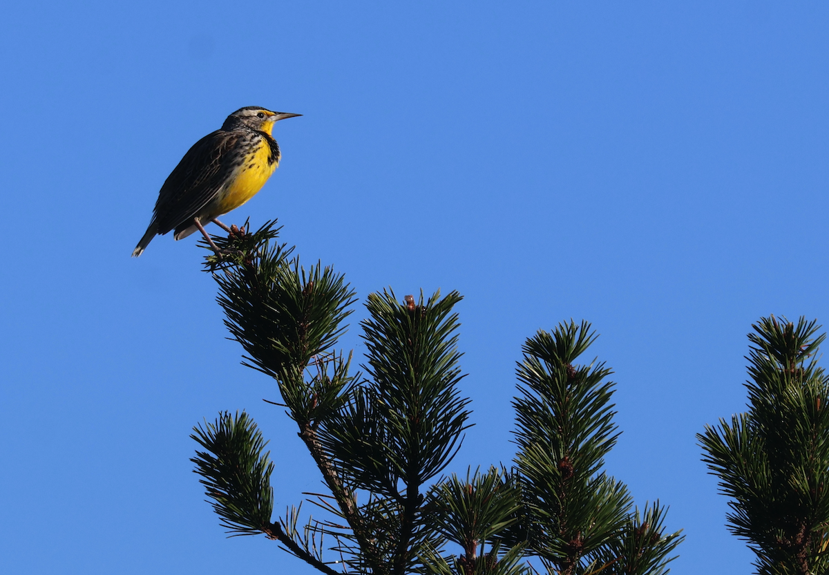 Western Meadowlark - ML643712439