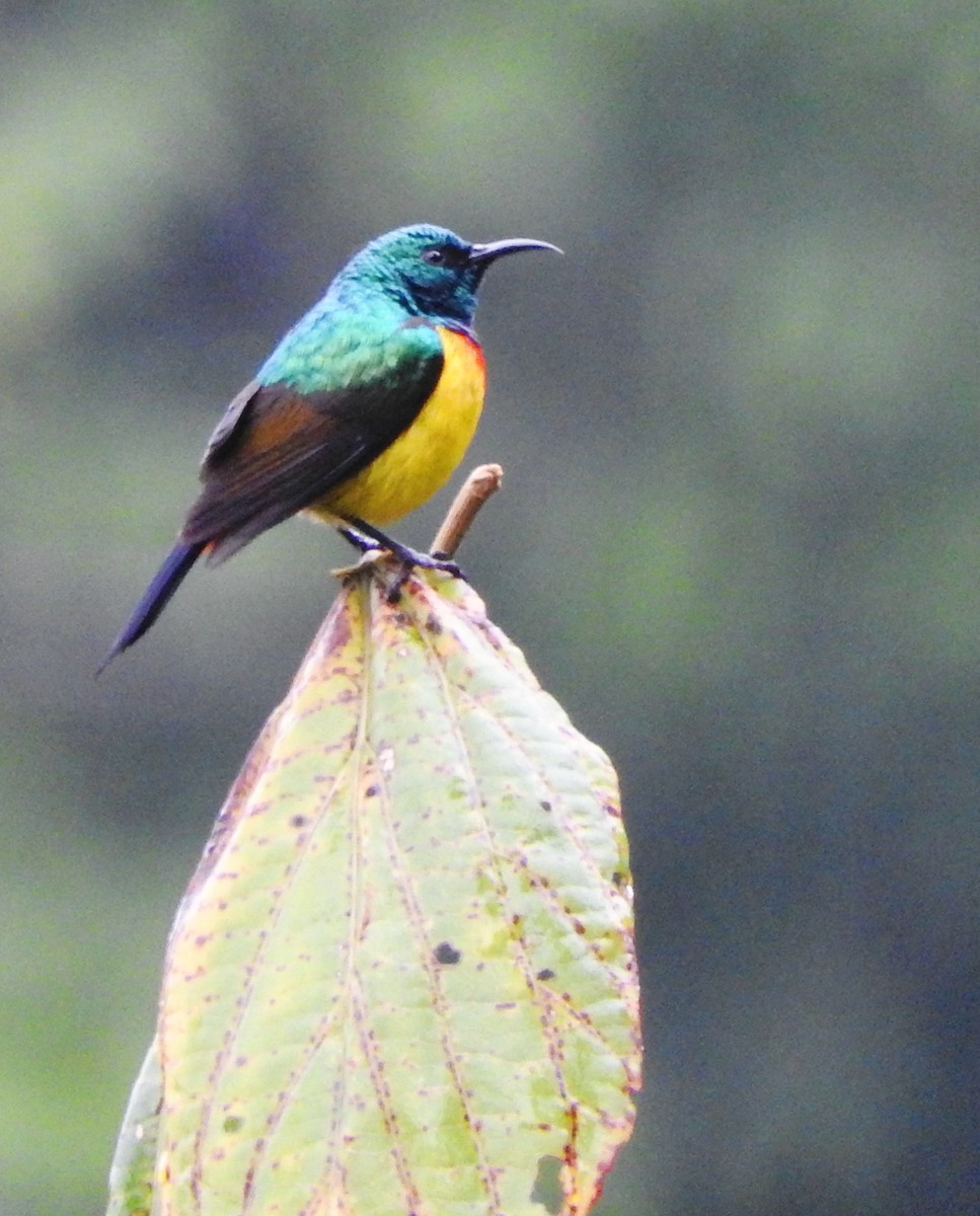 Regal Sunbird - ML643712441
