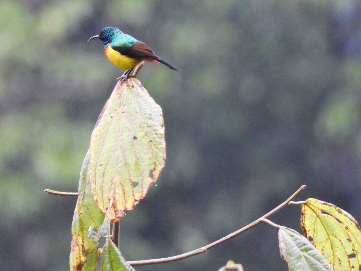 Regal Sunbird - ML643712442