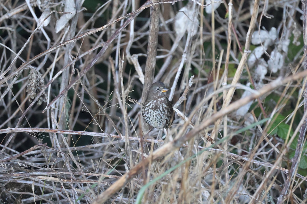 Fox Sparrow (Sooty) - ML643712445