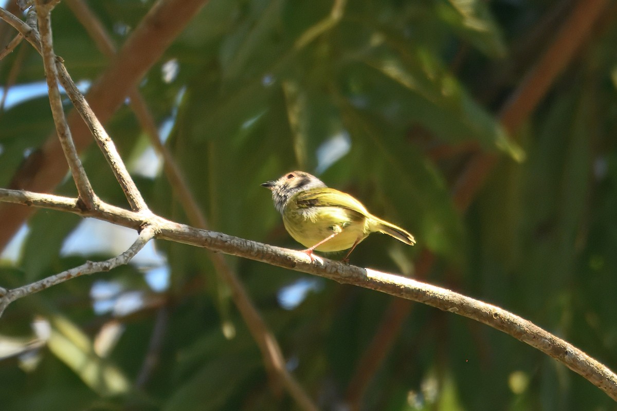 Eared Pygmy-Tyrant - ML643712450