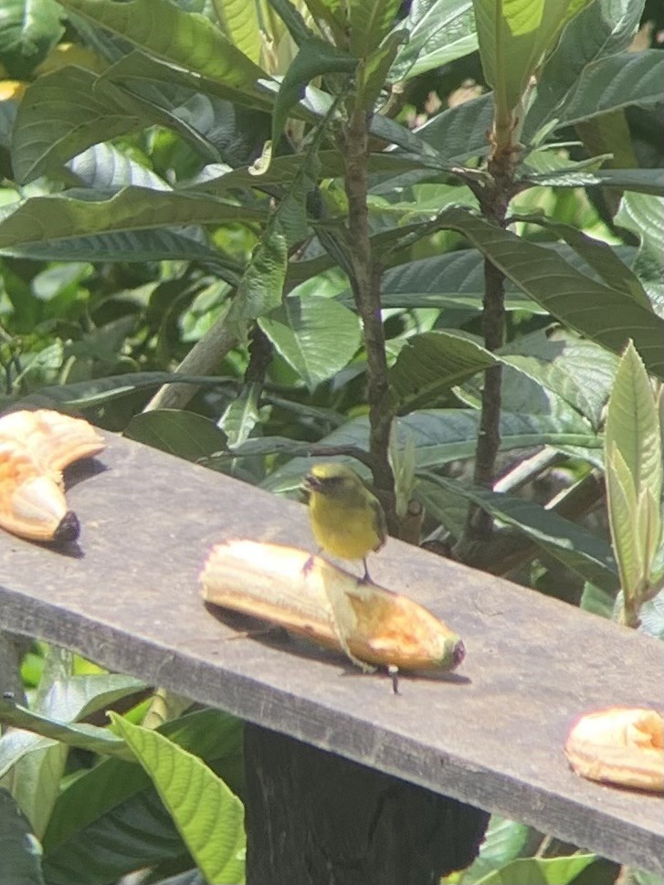 Thick-billed Euphonia - ML643712457