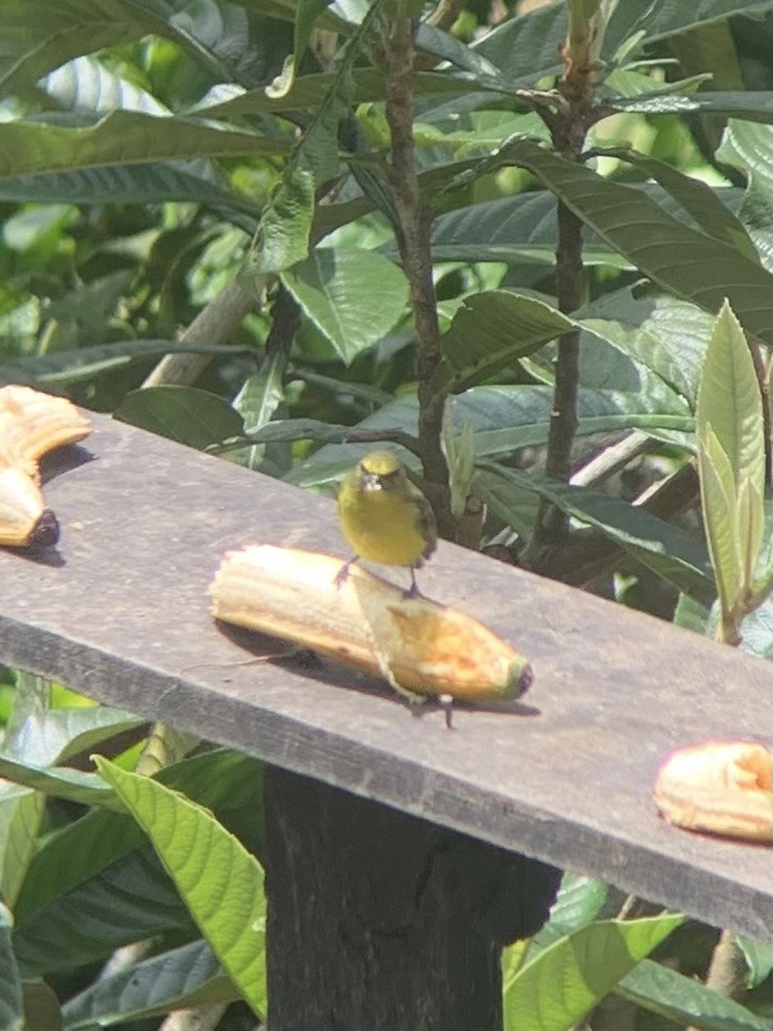 Thick-billed Euphonia - ML643712458