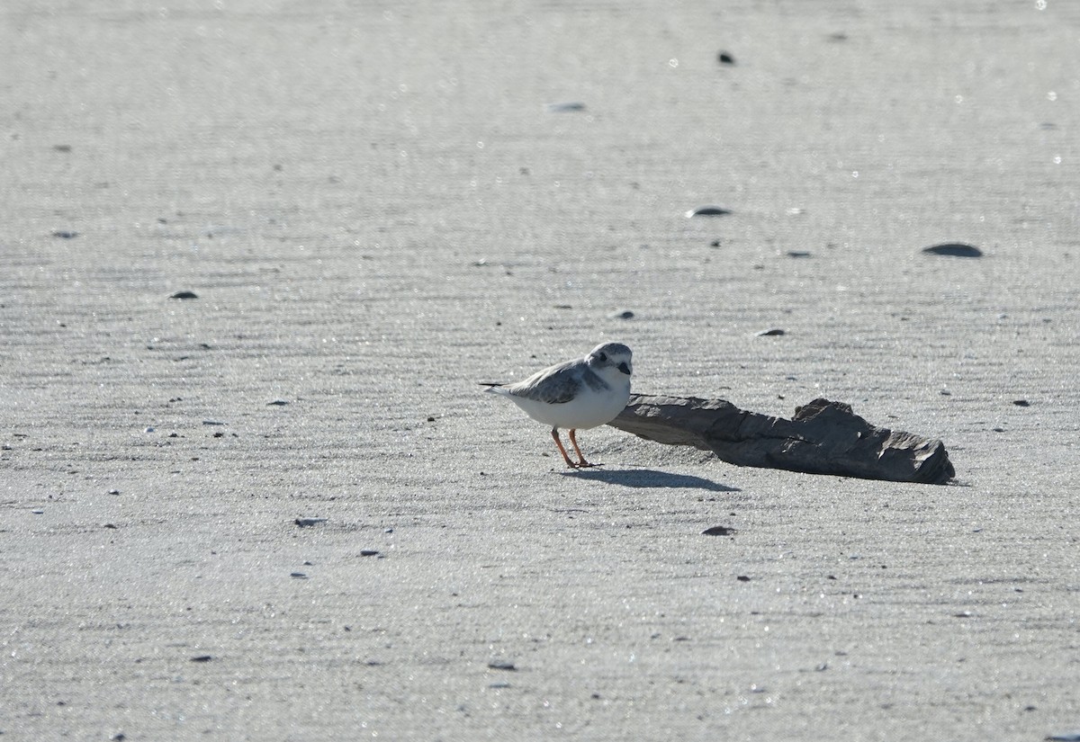 Piping Plover - ML643712469