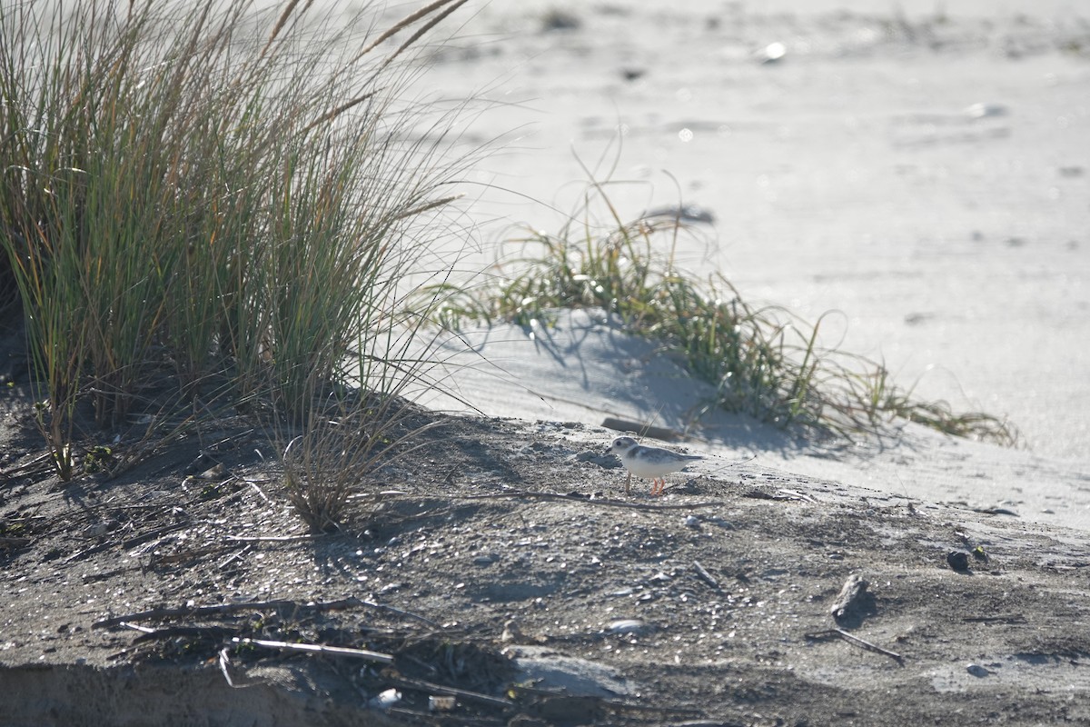 Piping Plover - ML643712470