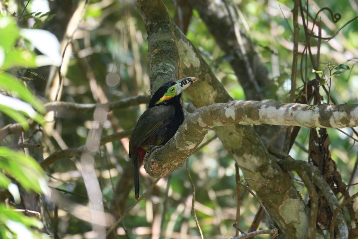 Spot-billed Toucanet - ML643712471