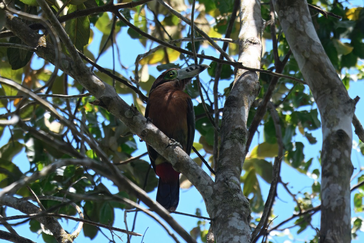 Spot-billed Toucanet - ML643712472