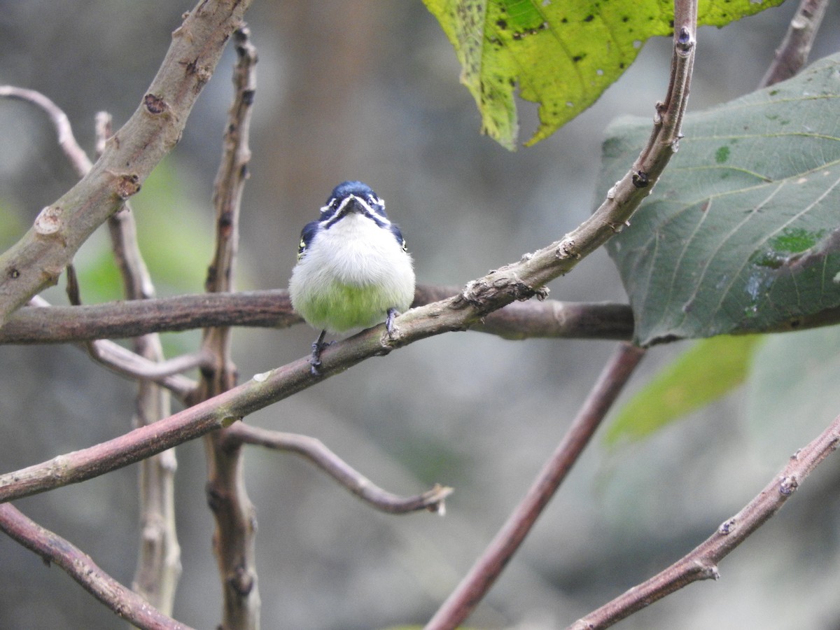Yellow-rumped Tinkerbird - ML643712474