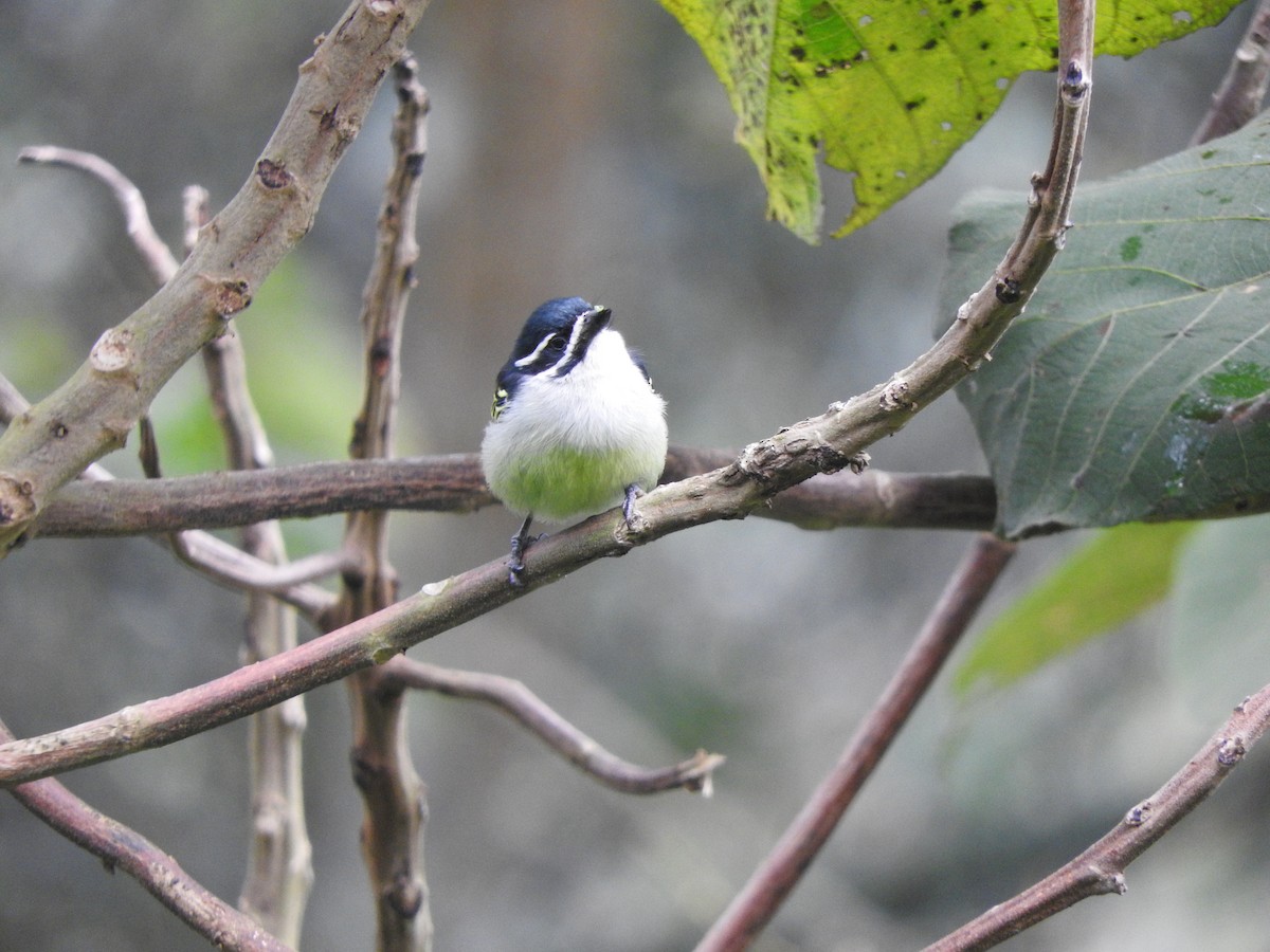 Yellow-rumped Tinkerbird - ML643712475