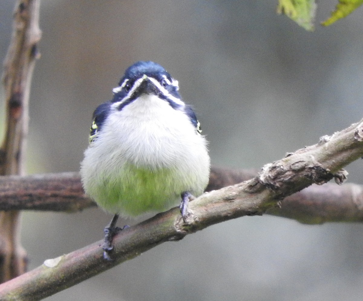 Yellow-rumped Tinkerbird - ML643712476