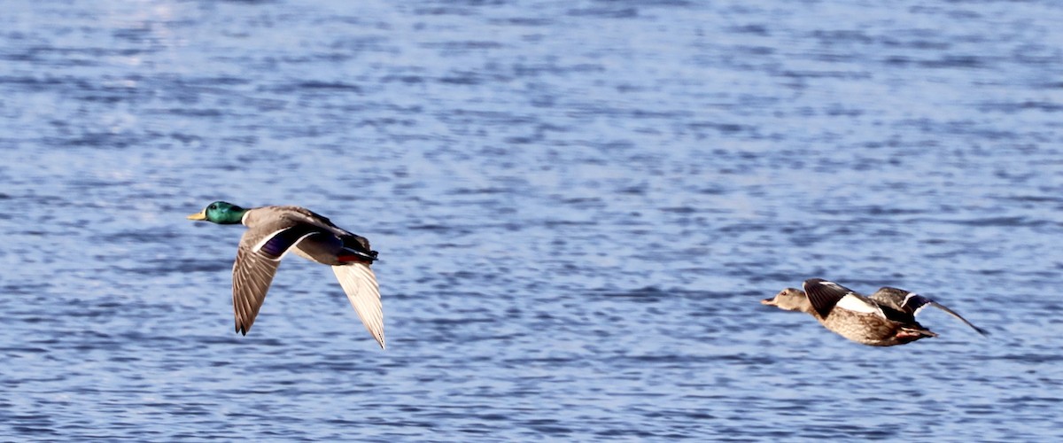 Canard colvert - ML643712486