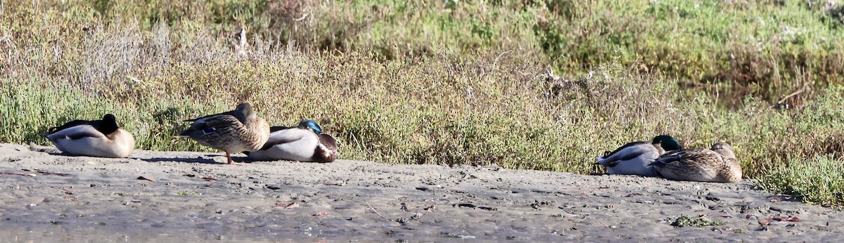 Canard colvert - ML643712489