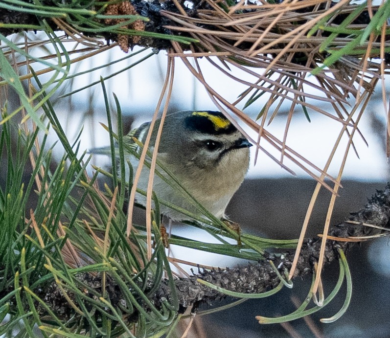 Golden-crowned Kinglet - ML643712506